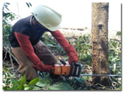 Kegiatan Pemanenan AHL