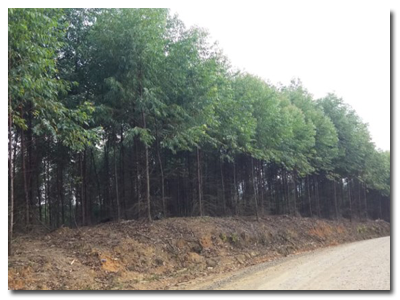 Kegiatan Penanaman AHL